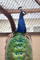 peafowl peacock printed aloha shirt hawaii green blue