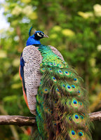 peafowl peacock printed aloha shirt hawaii green blue