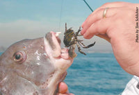 fish eats crab bait Guy Harvey T-shirt blue